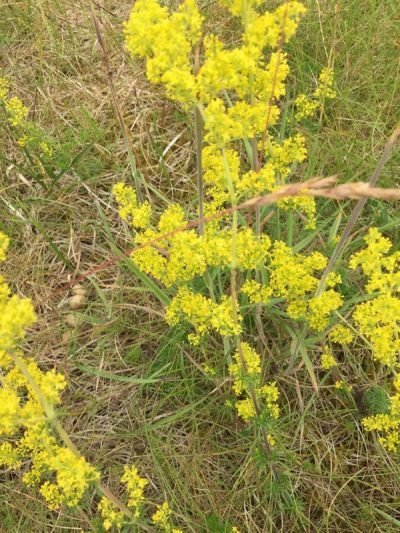 The Flora and Fauna of Seapoint Golf Links - Gallium Vermu or Lady's Bedstraw