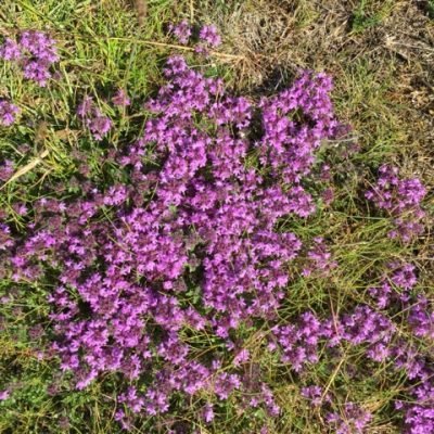 The Flora and Fauna of Seapoint Golf Links -Thymus Serpyllum or Breackland Thyme